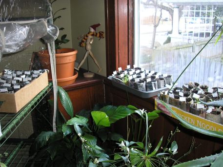 Plant window